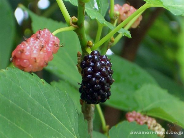 awamori-liqueur-birth-of-mulberry04