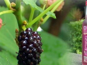 awamori-liqueur-birth-of-mulberry_slider