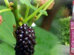 awamori-liqueur-birth-of-mulberry_slider
